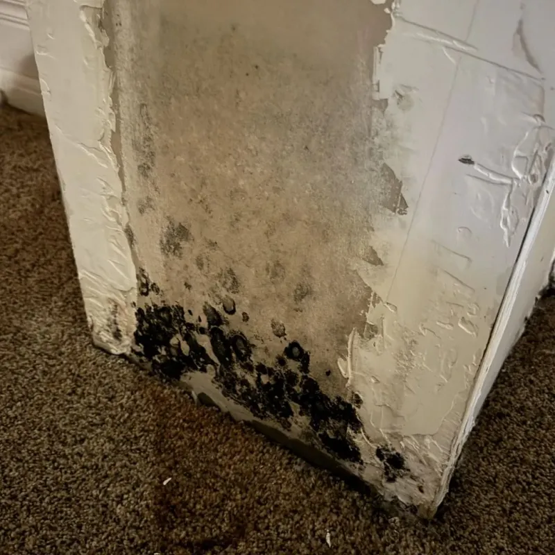 Professional Mold Removal in Glenpool, OK